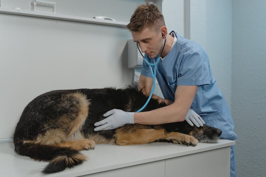 Veterinario revisando el historial de salud de un perro