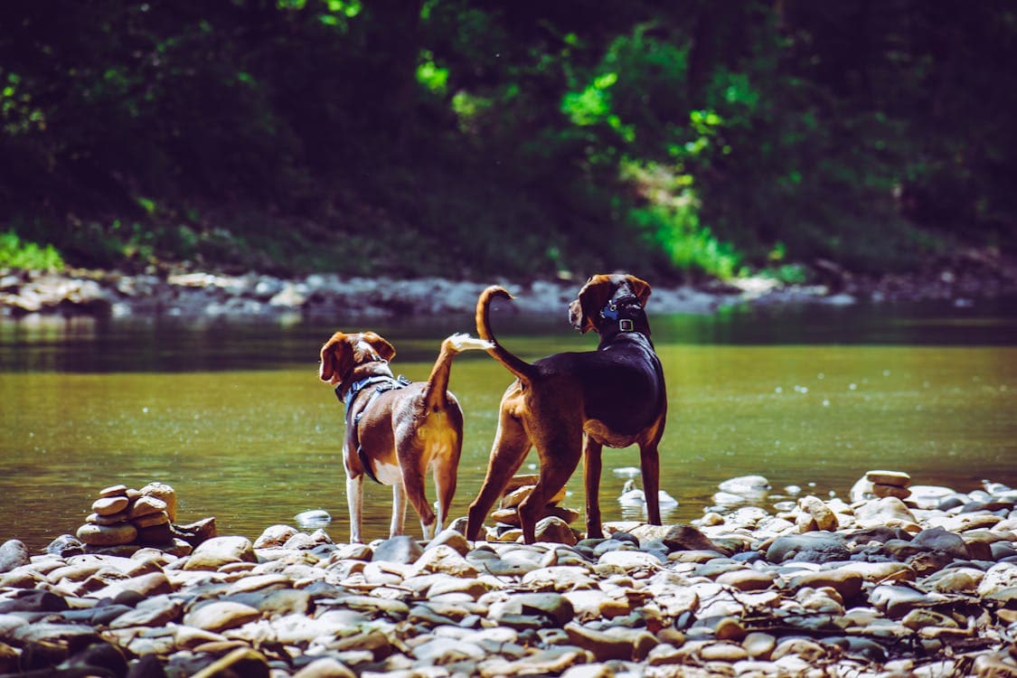 Perro paseando por un bosque